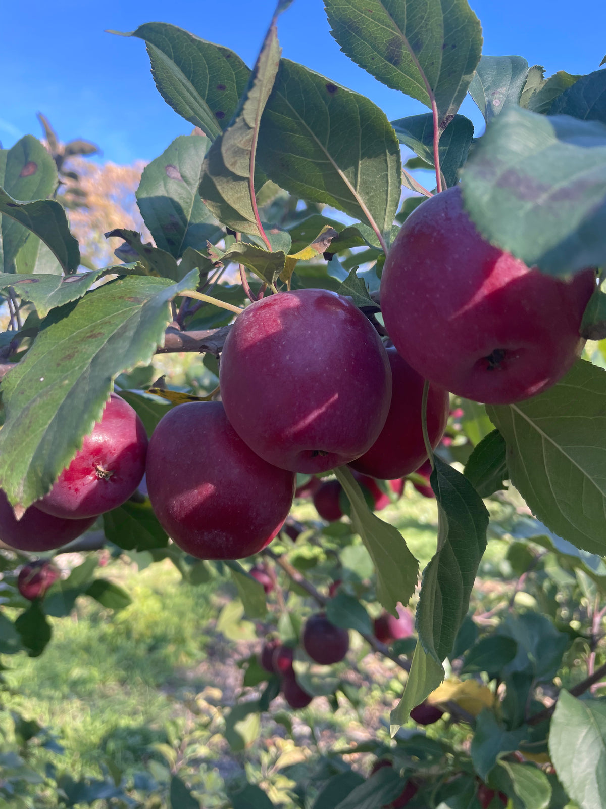 Kerr crabapple fruit