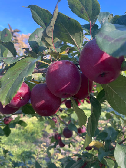 Kerr crabapple fruit