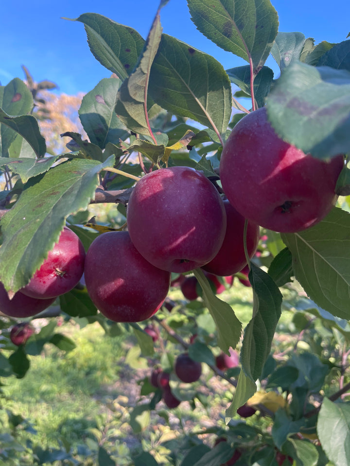 Kerr crabapple fruit