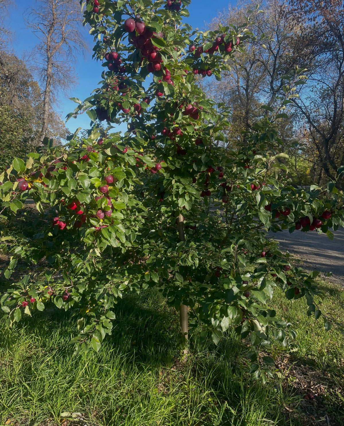 A young Kerr apple tree about head height, its branches heavy with dark red fruit, standing in grass under a blue sky.