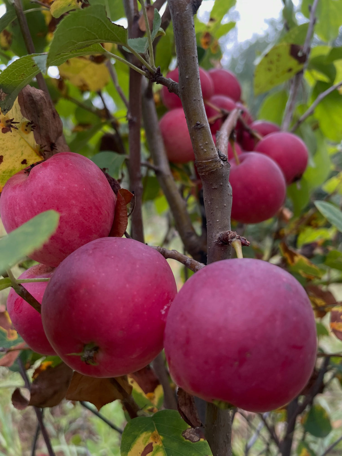 Kerr crabapple ripening on Saskatoon rootstock, photograph 1 of 2