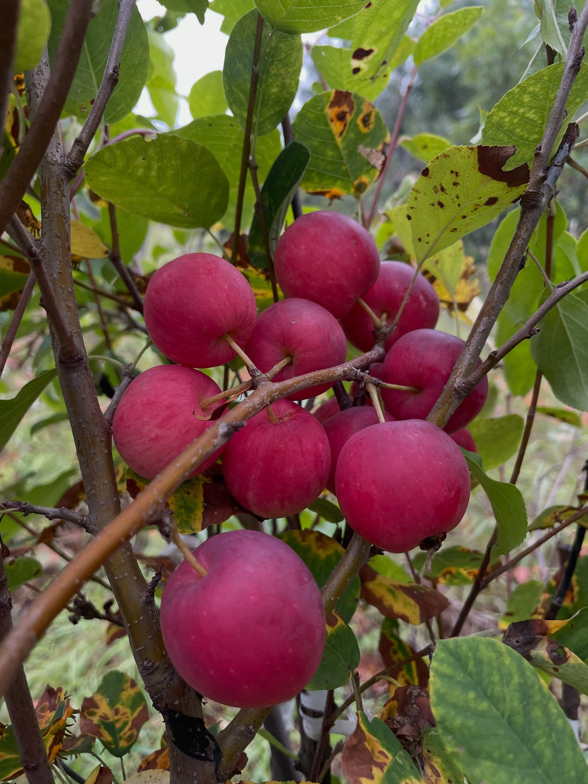 Kerr crabapple ripening on Saskatoon rootstock, photograph 2 of 2