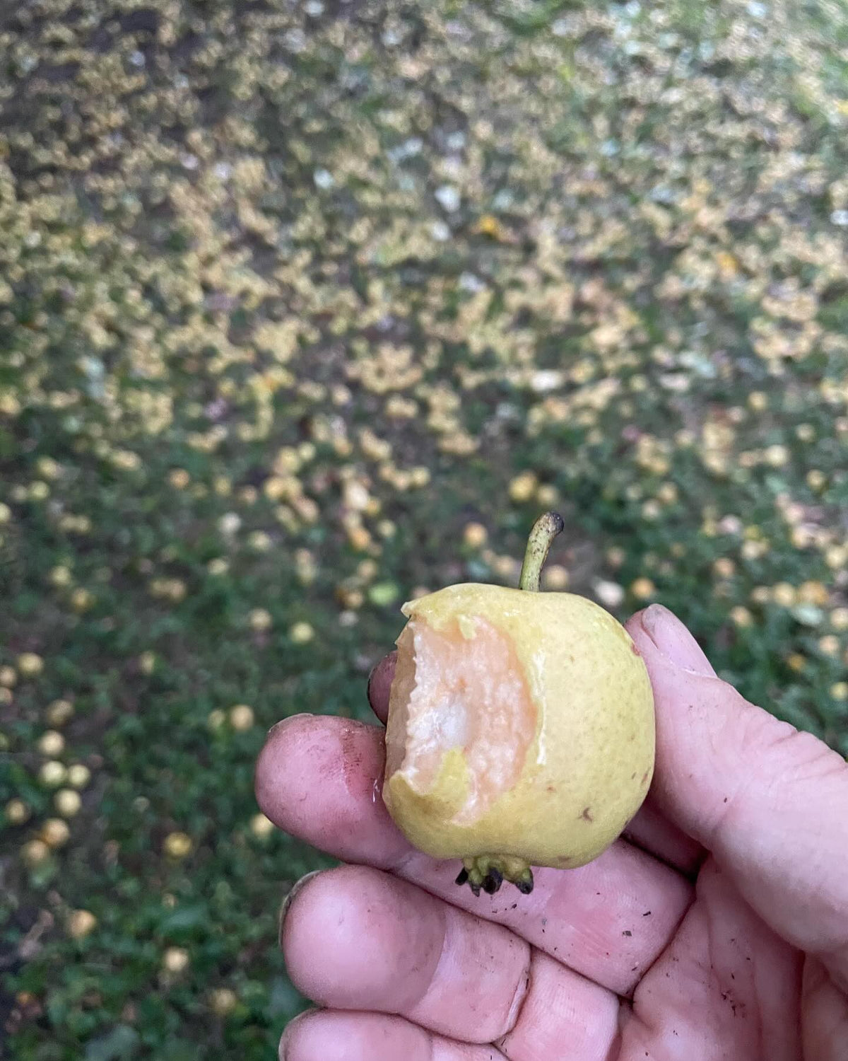 kinda tasty, these pears have been ripening on the ground, image 1 of 2