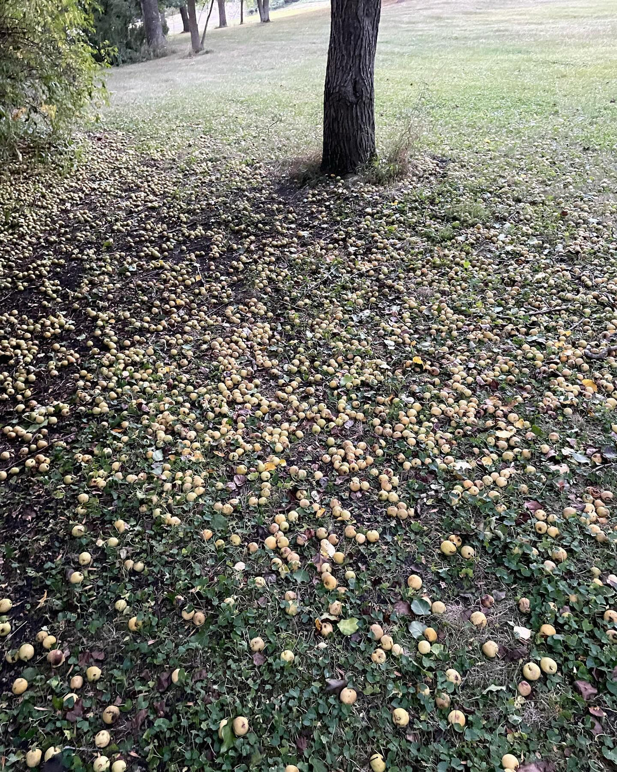 kinda tasty, these pears have been ripening on the ground, image 2 of 2