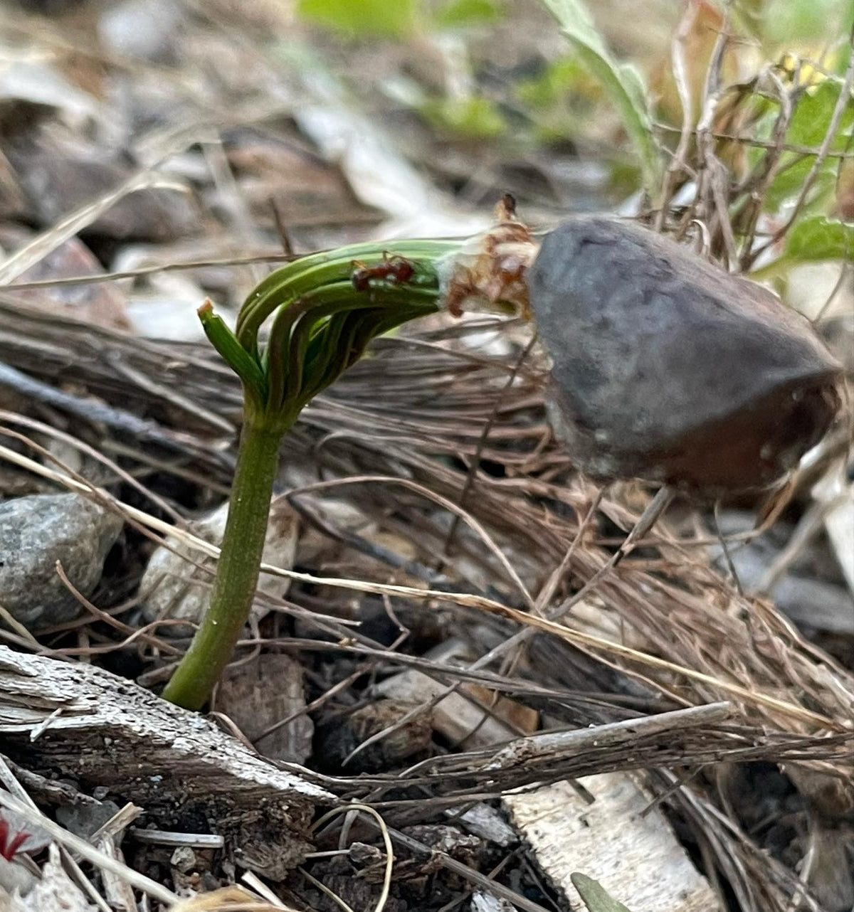 Korean pine just germinating now, image 1 of 2