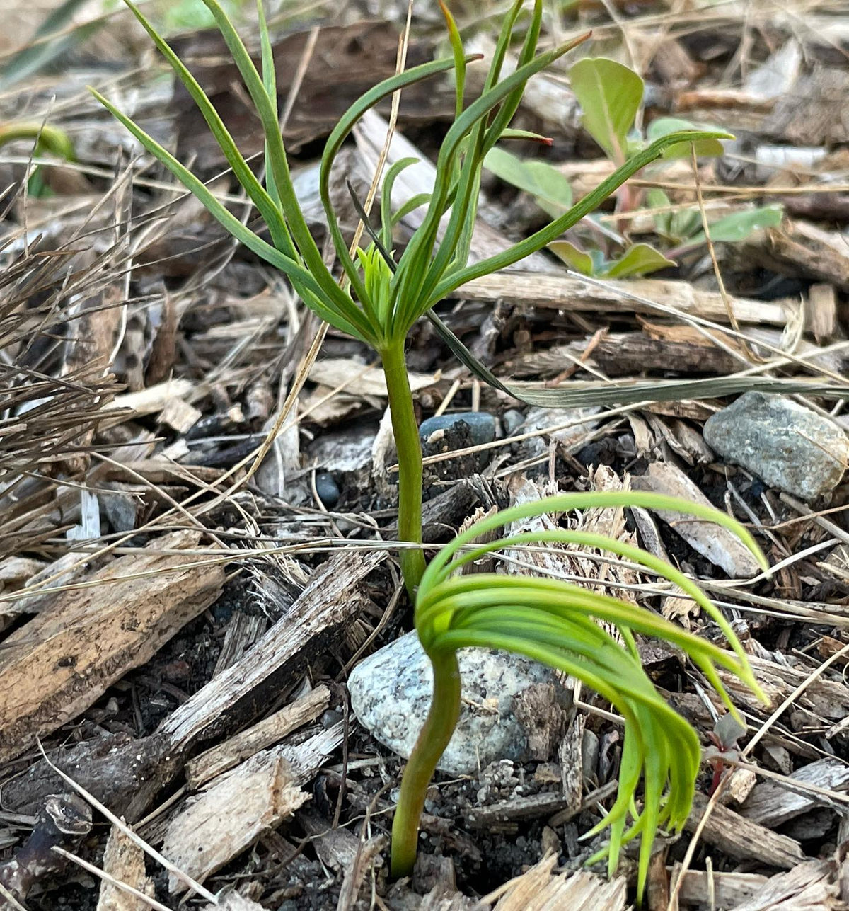 Korean pine just germinating now, image 2 of 2