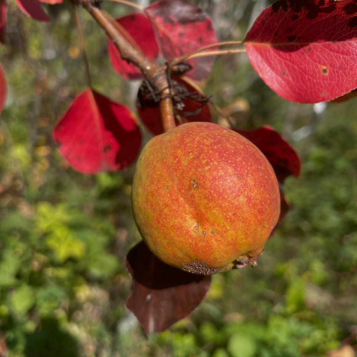 krazulya pear, just one small one on the graft