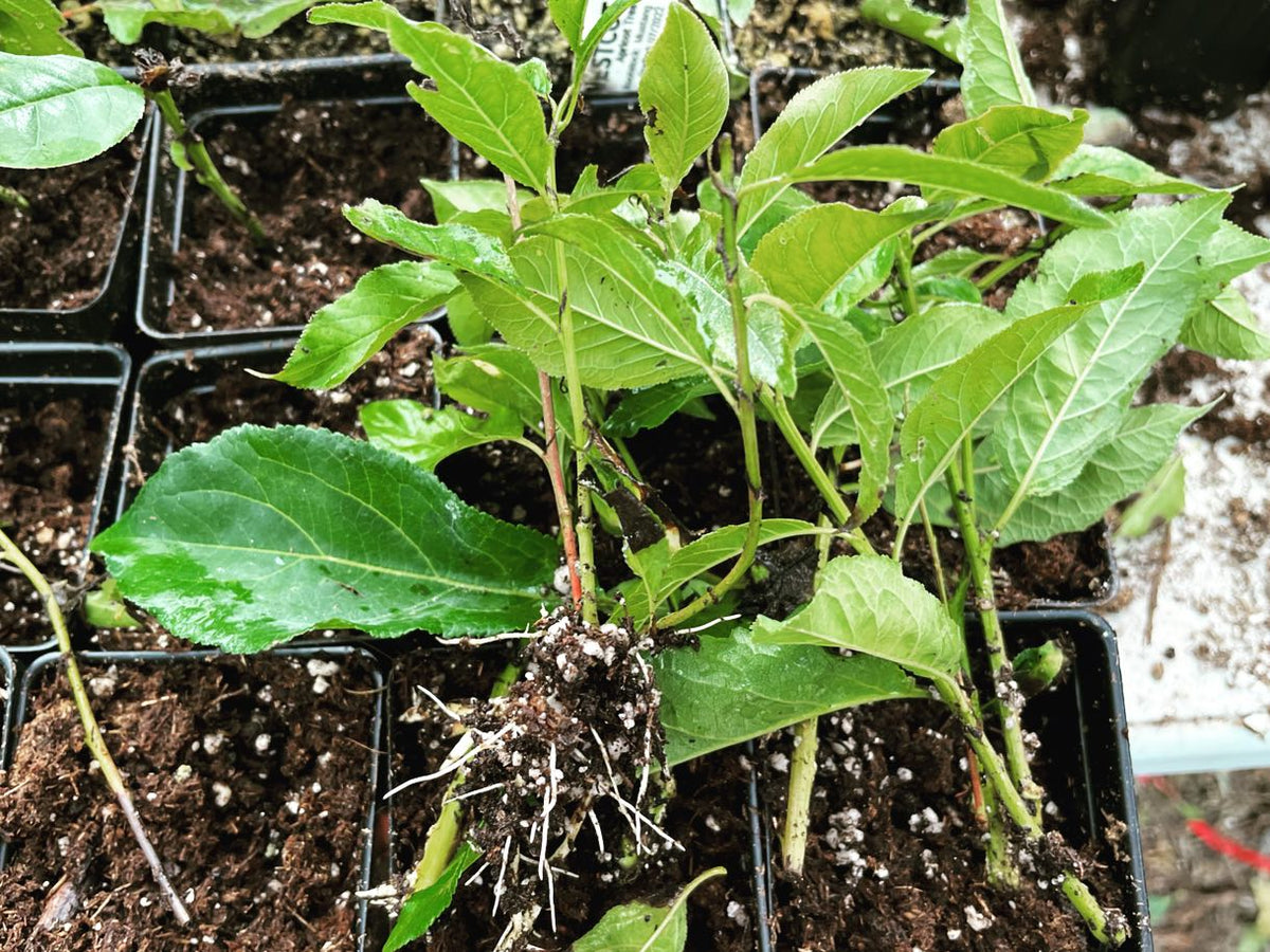 kuban comet asian plum softwood rooted, image 1 of 2