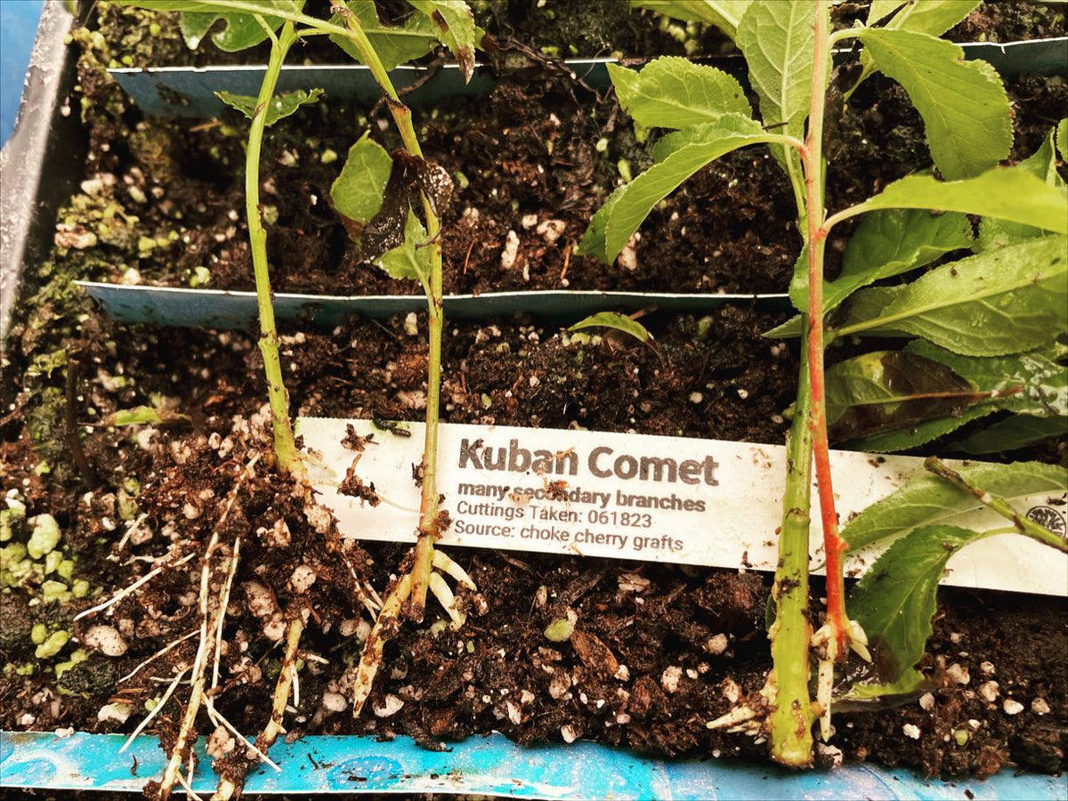 kuban comet asian plum softwood rooted, image 2 of 2
