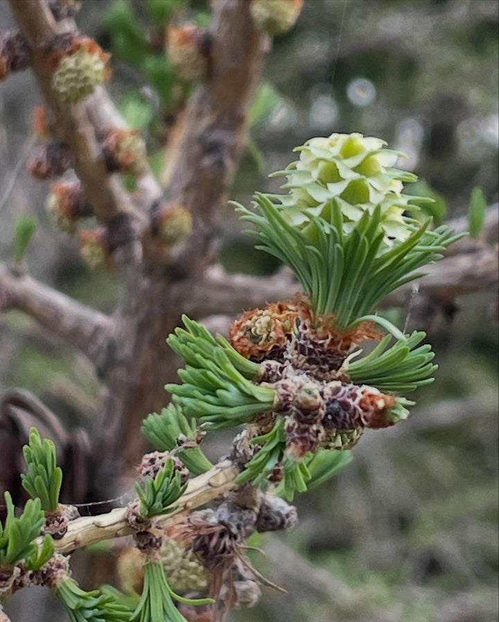 larch are so cool when they leaf out, image 1 of 3