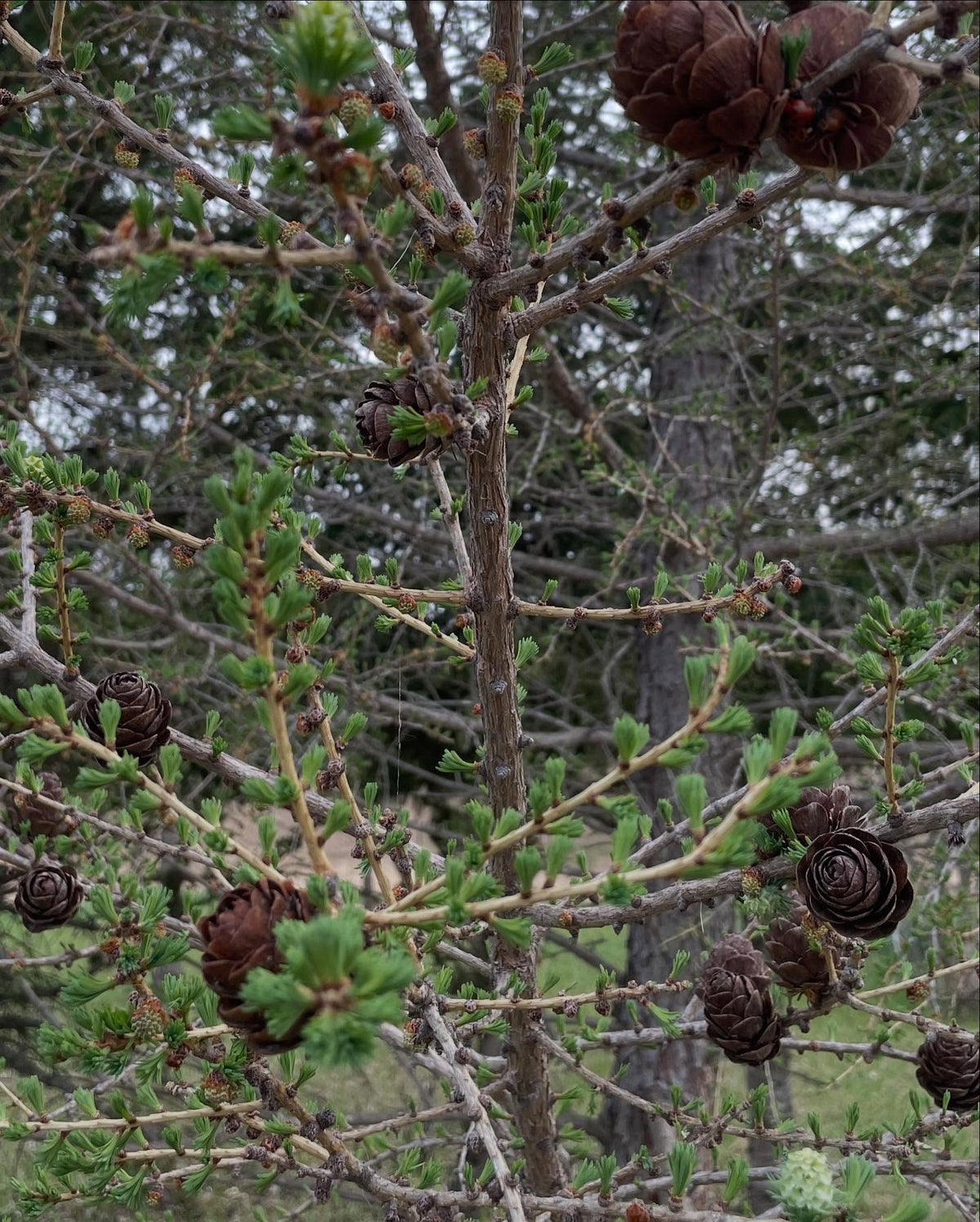 larch are so cool when they leaf out, image 2 of 3