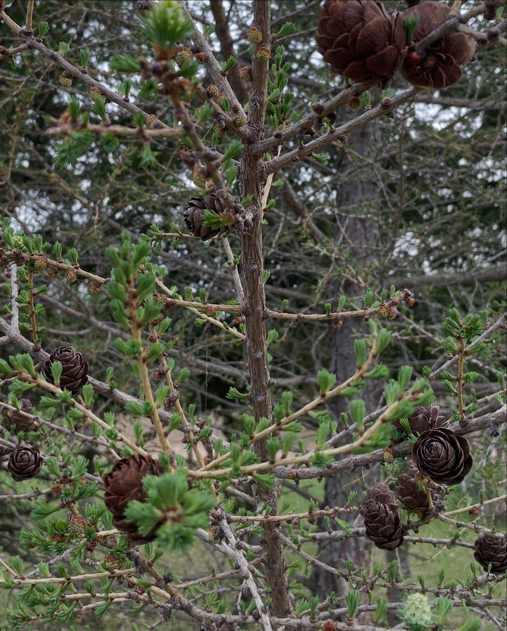 larch are so cool when they leaf out, image 2 of 3
