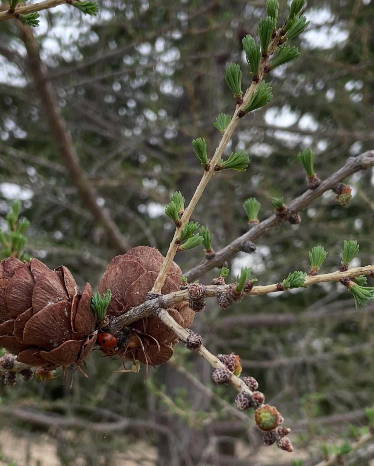 larch are so cool when they leaf out, image 3 of 3