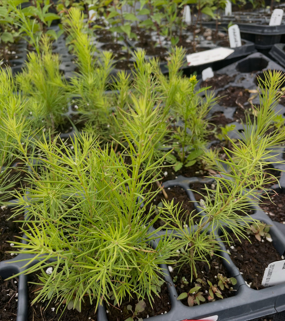 larch seedlings in their second year, from locally collected seed