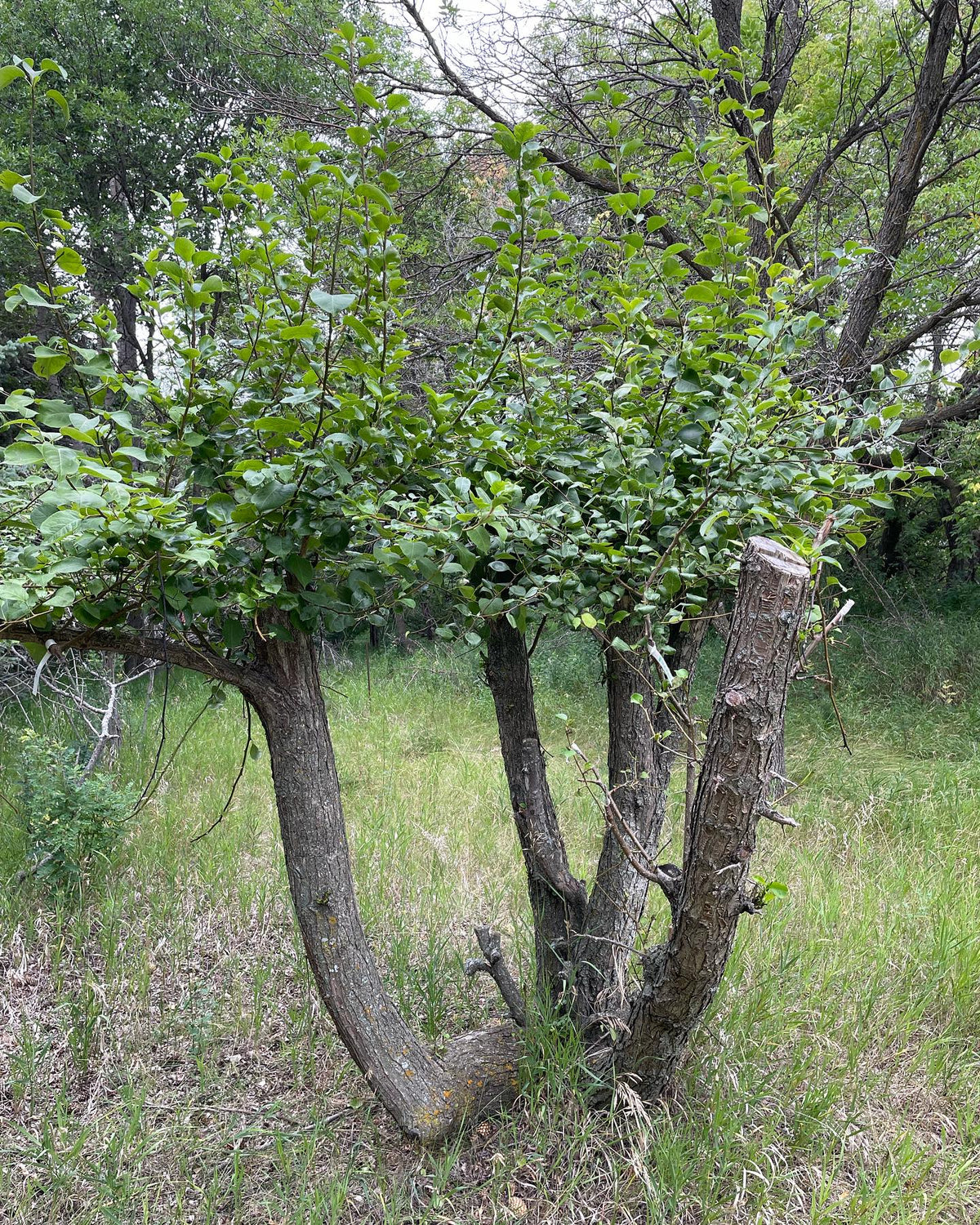 large pear and apple trees top worked last year into multiple cultivars mostly as a store for scion wood, image 1 of 3