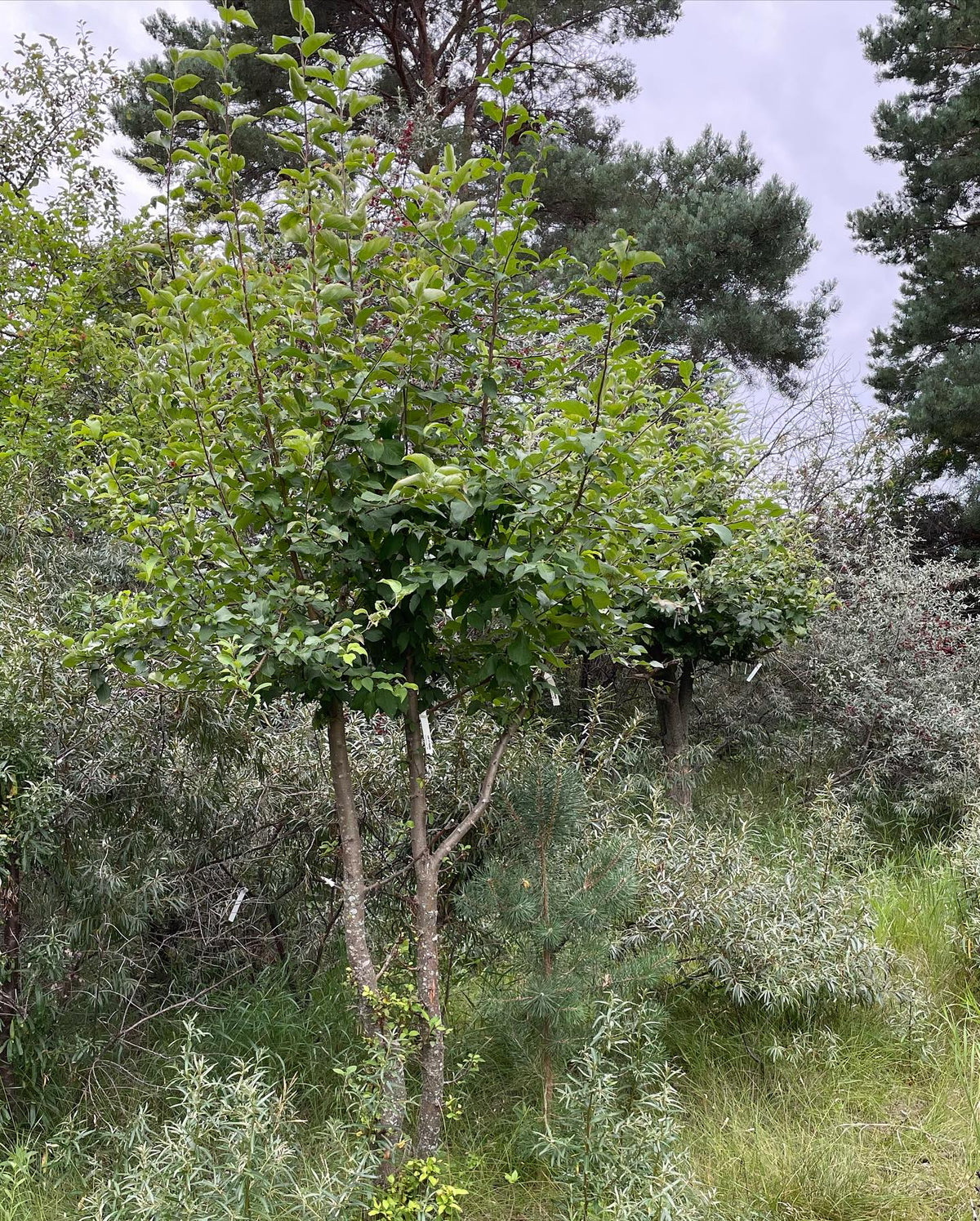 large pear and apple trees top worked last year into multiple cultivars mostly as a store for scion wood, image 2 of 3