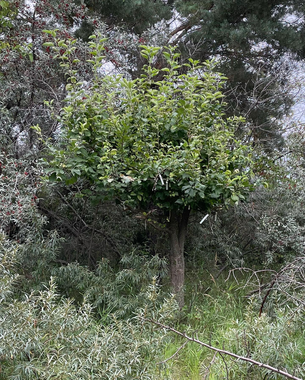 large pear and apple trees top worked last year into multiple cultivars mostly as a store for scion wood, image 3 of 3