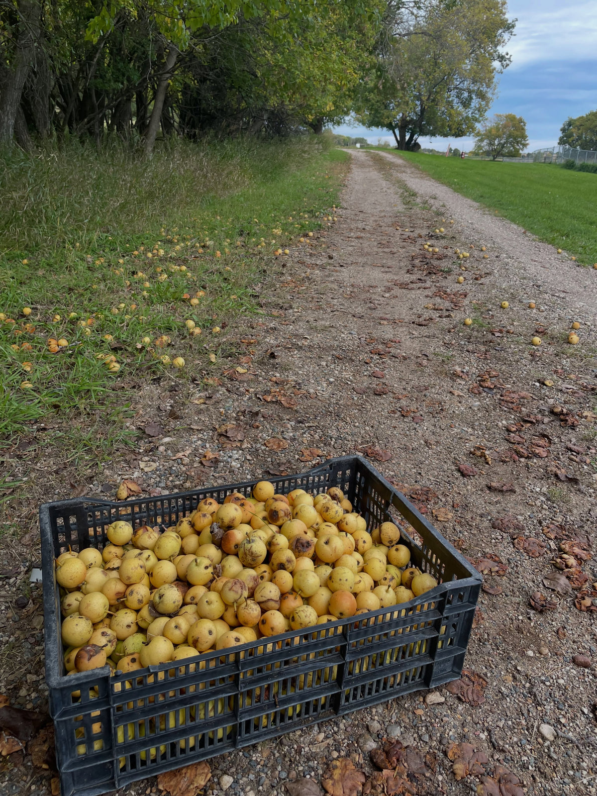 Black bulb crate filled with fallen Ussurian pears beside a rural lane