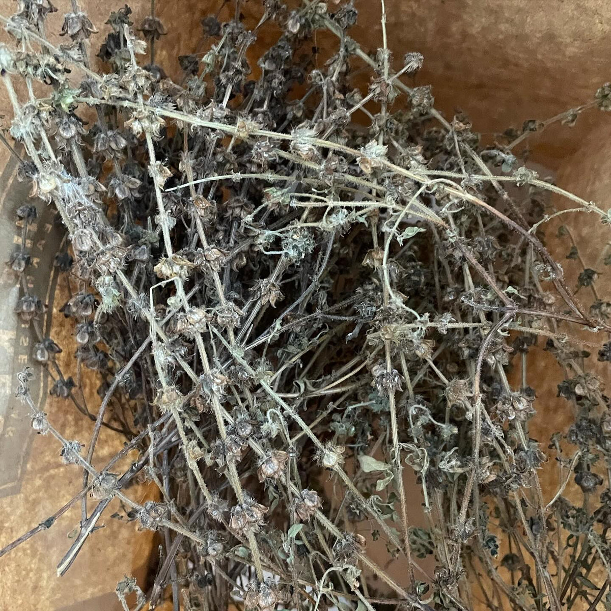 last summer I grew 30 types of basil, image 2 of 3