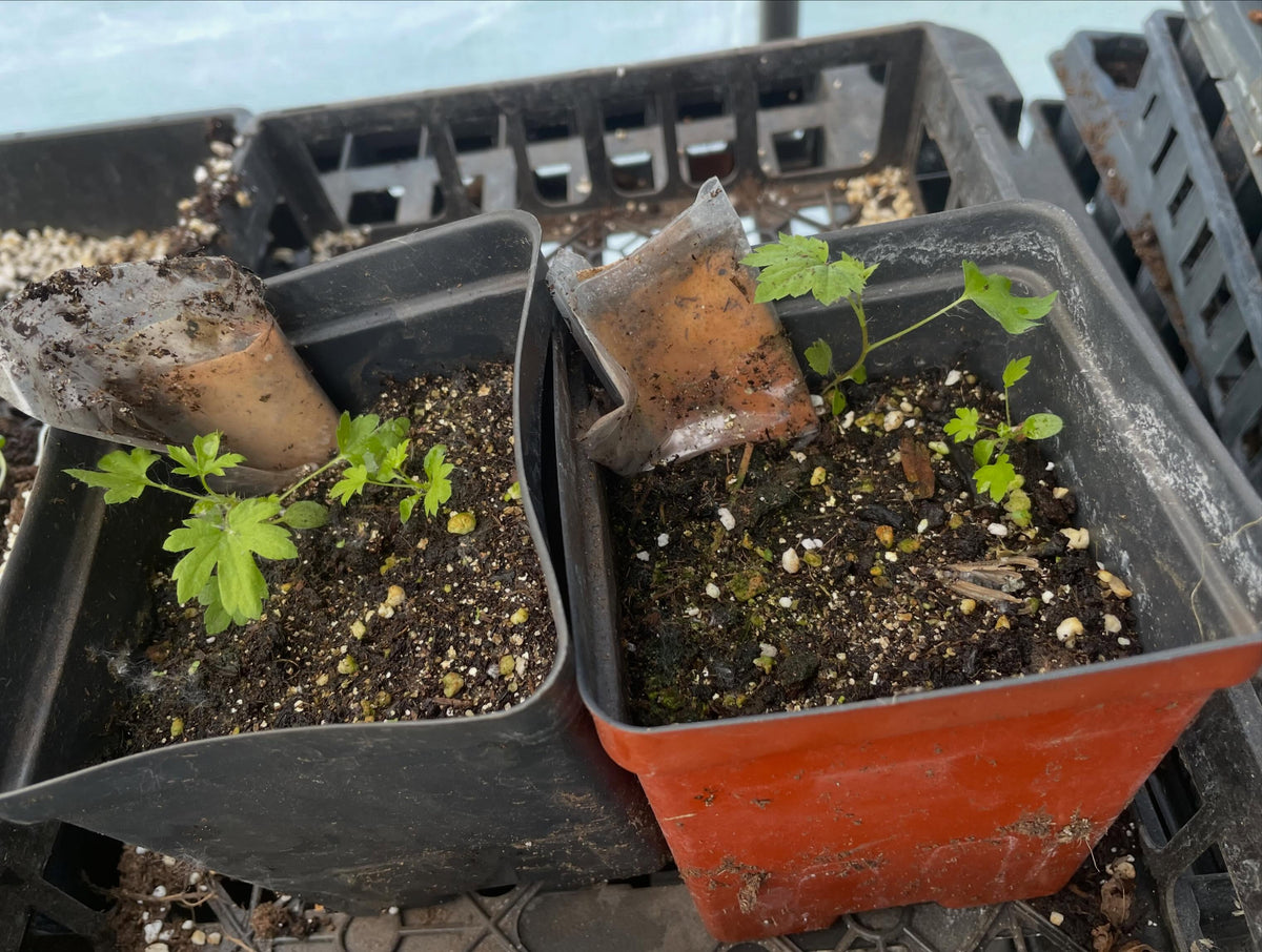 last year I was lucky enough to receive a few seeds from the usda seed bank, image 1 of 4