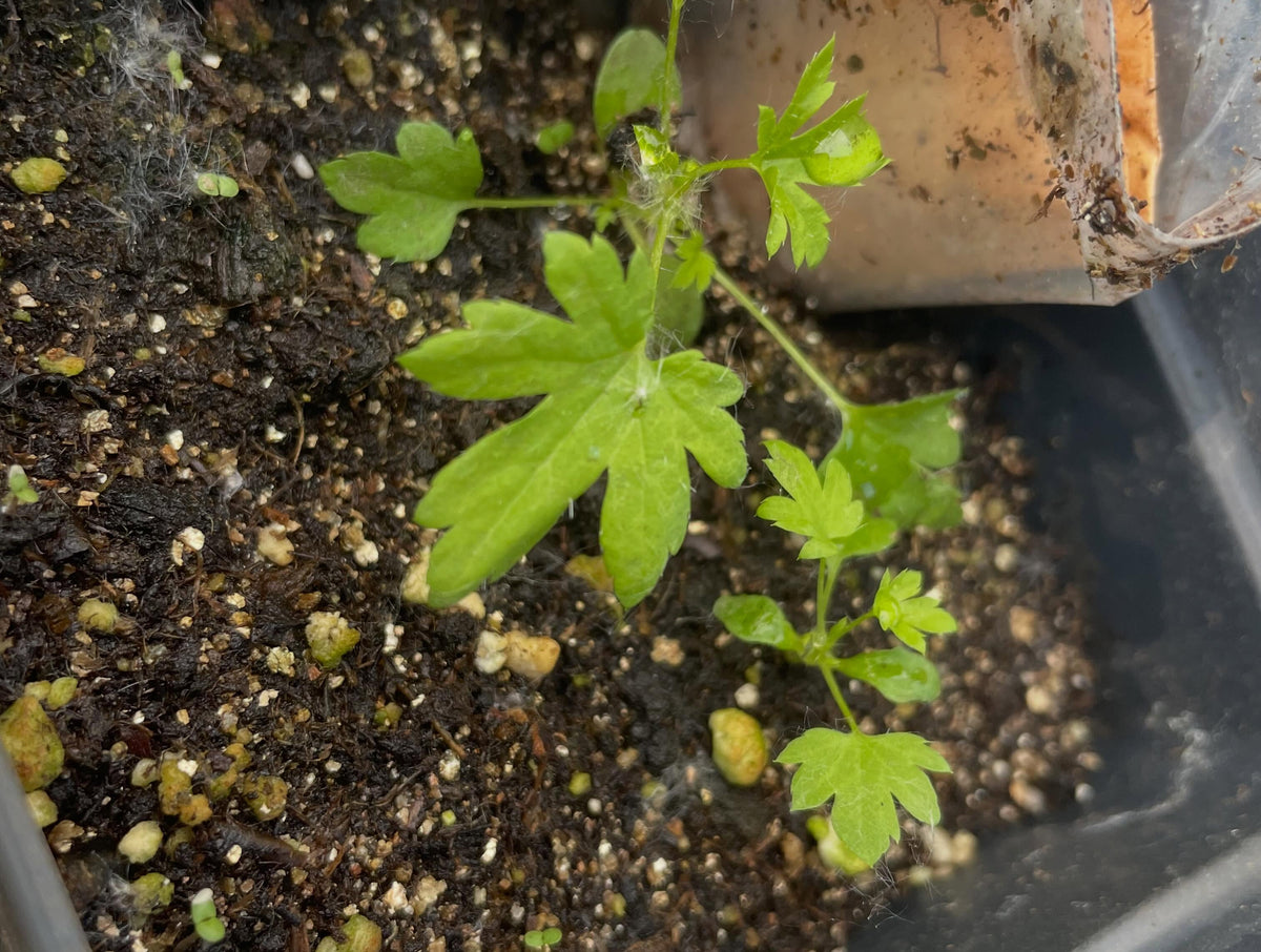 last year I was lucky enough to receive a few seeds from the usda seed bank, image 2 of 4