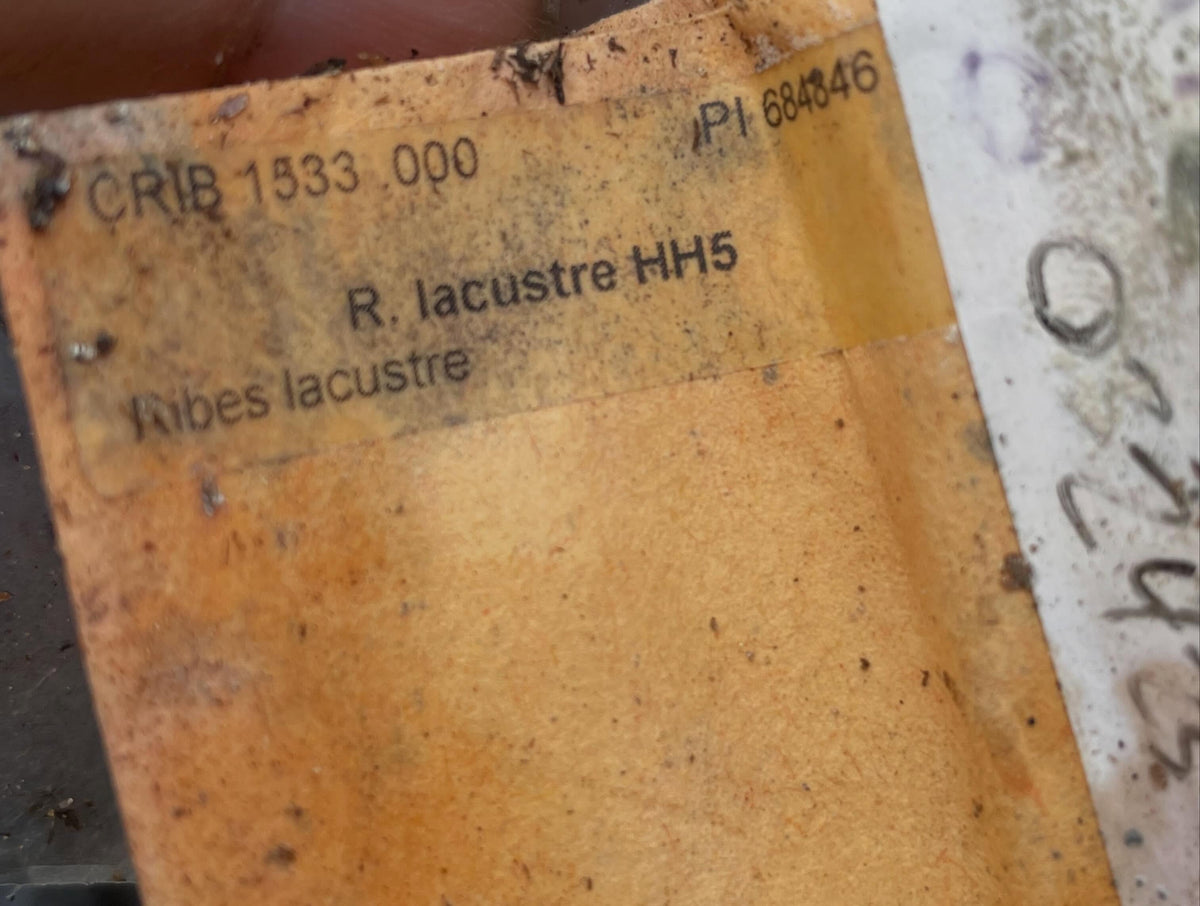 last year I was lucky enough to receive a few seeds from the usda seed bank, image 3 of 4