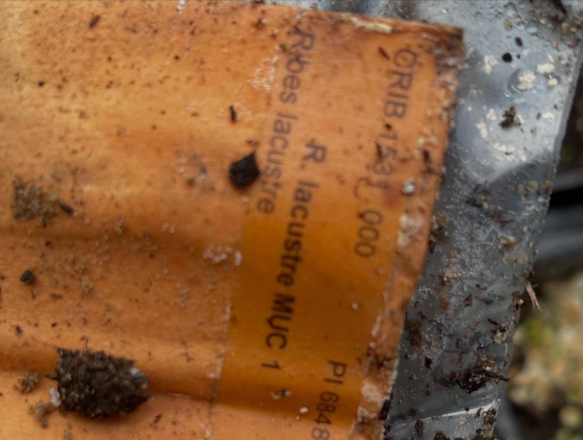 last year I was lucky enough to receive a few seeds from the usda seed bank, image 4 of 4