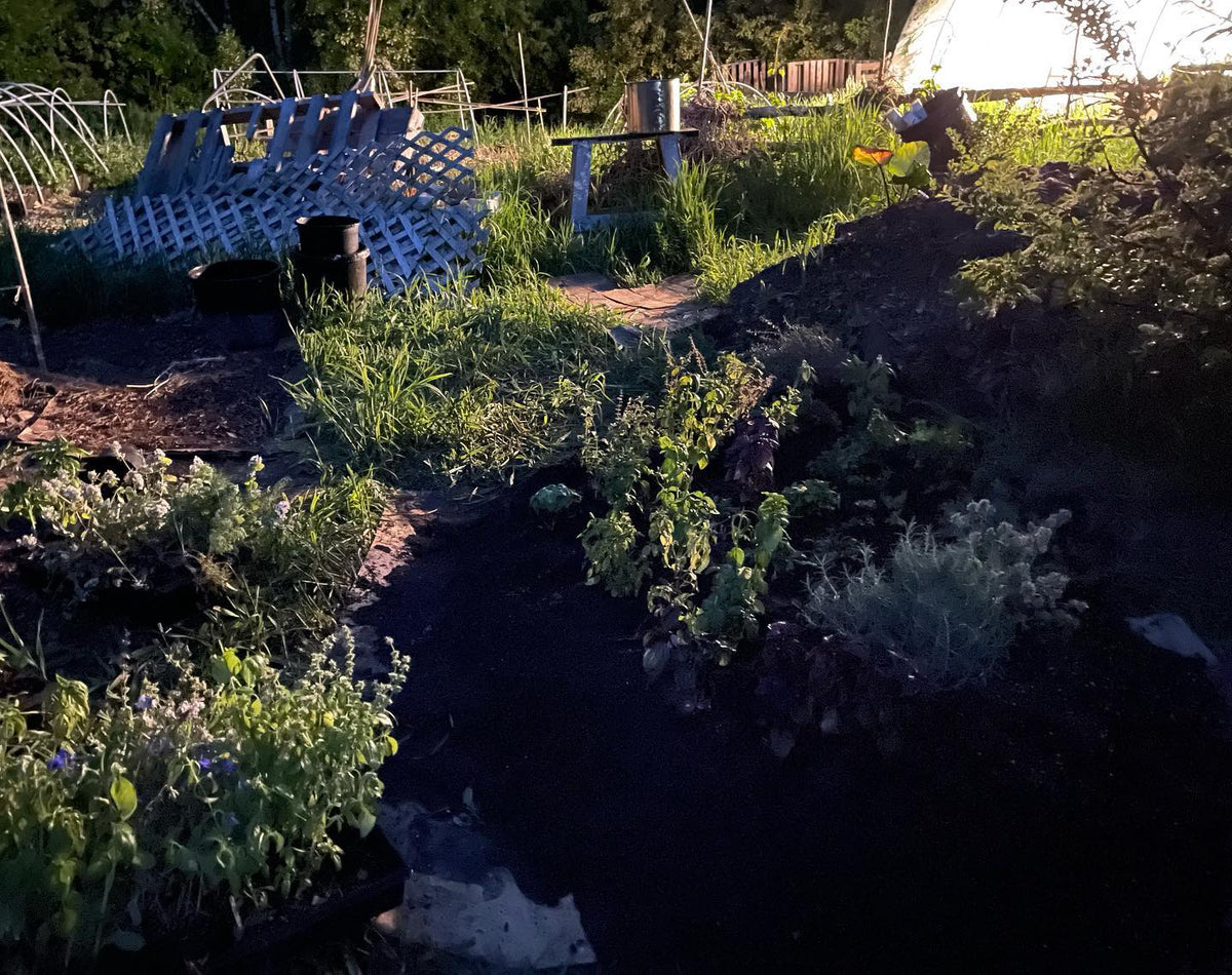 late night gardening by the greenhouse