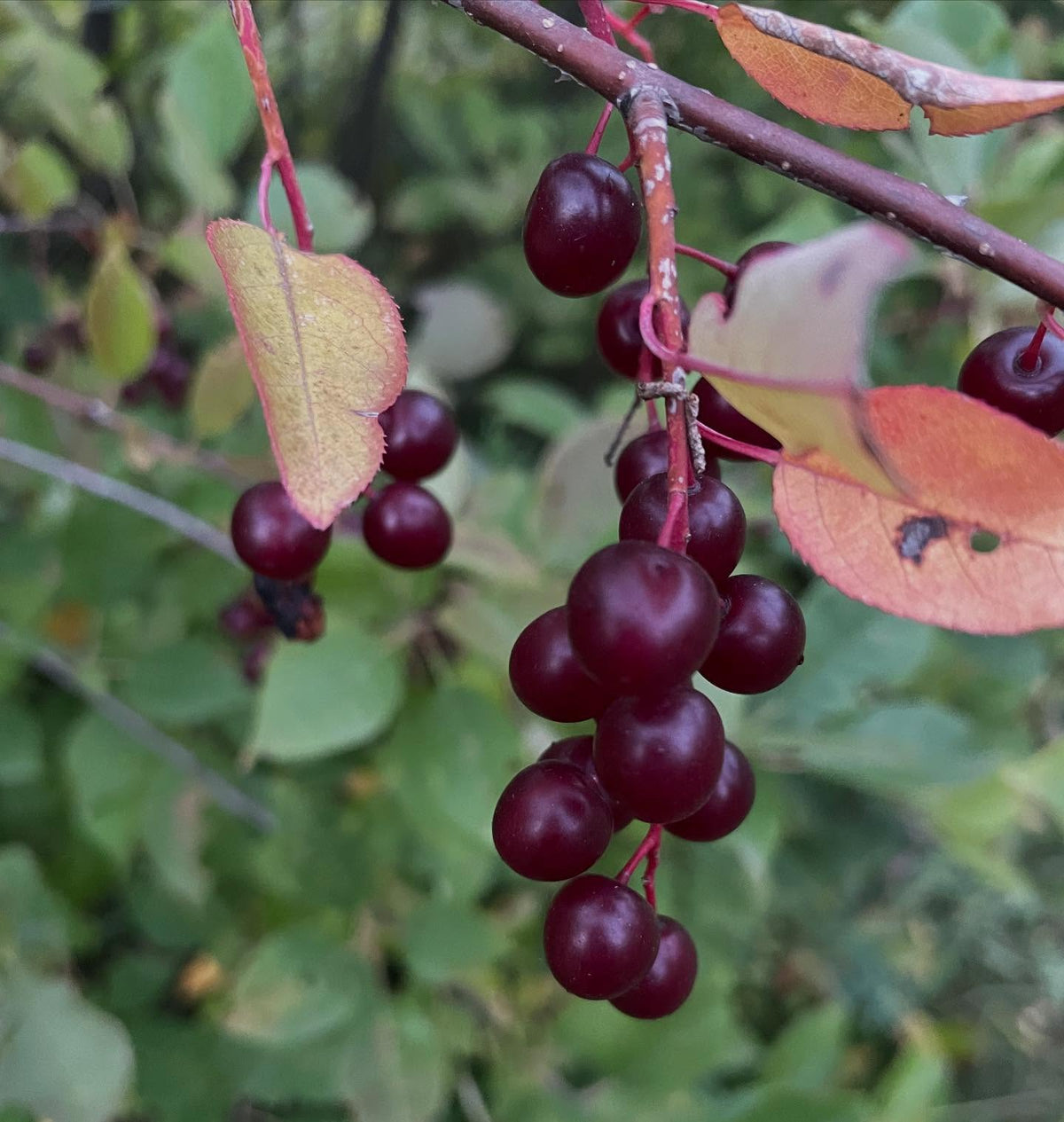 late ripening chokecherry or a red fruited variety