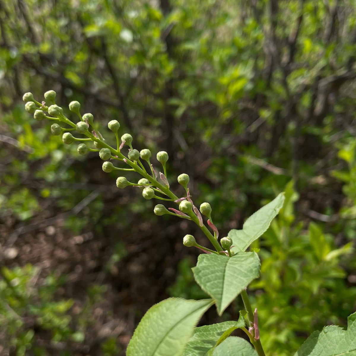 lee red and garrington chokecherry racemes, compared to wild chokecherry, image 1 of 5
