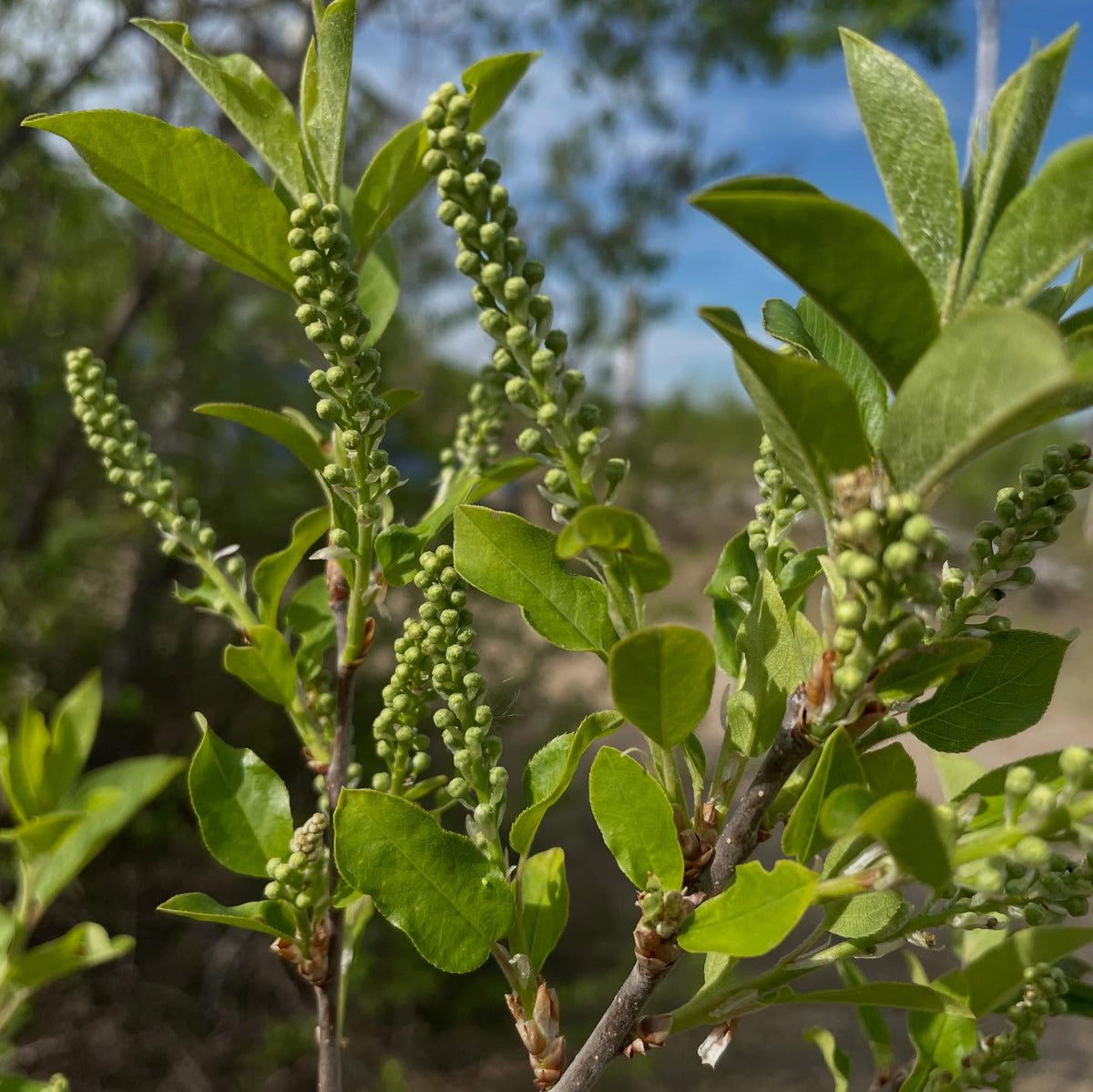 lee red and garrington chokecherry racemes, compared to wild chokecherry, image 2 of 5