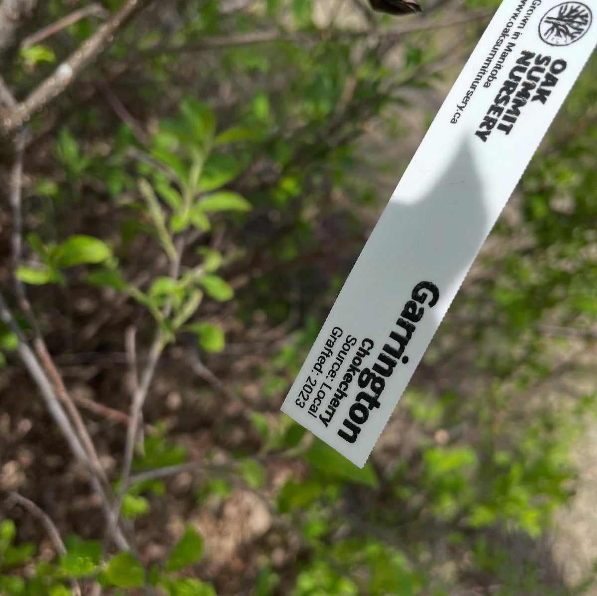 lee red and garrington chokecherry racemes, compared to wild chokecherry, image 3 of 5