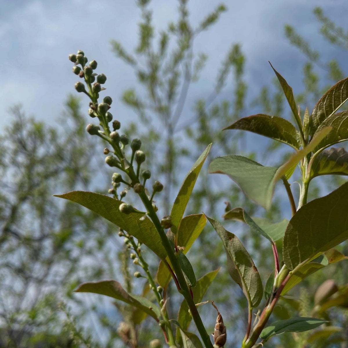 lee red and garrington chokecherry racemes, compared to wild chokecherry, image 4 of 5