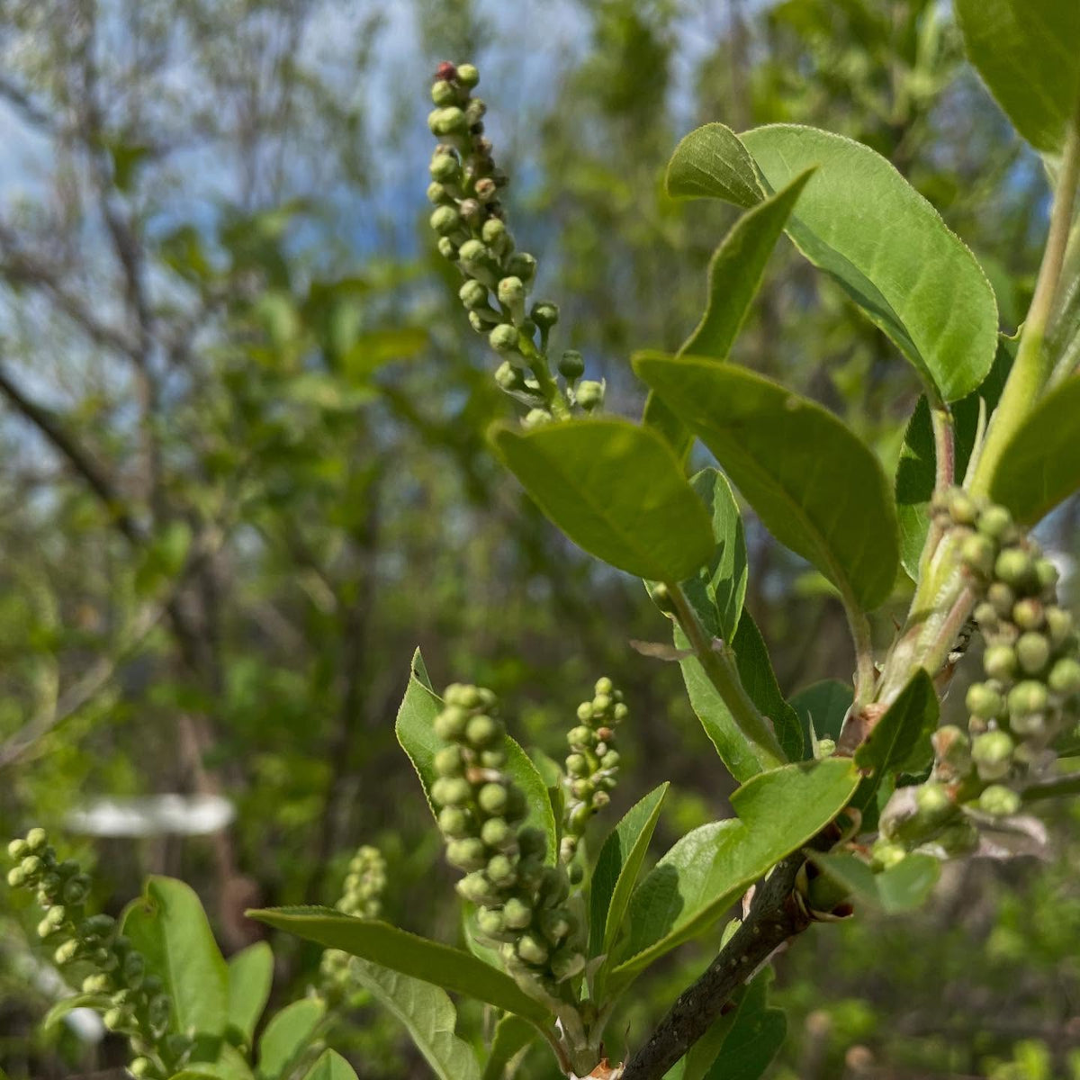 lee red and garrington chokecherry racemes, compared to wild chokecherry, image 5 of 5