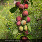 Lee Red Plum Tree