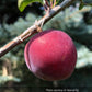 Lee Red Plum Tree