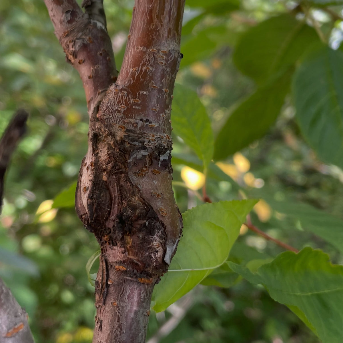 Leningrad Black sweet cherry graft, image 1 of 3