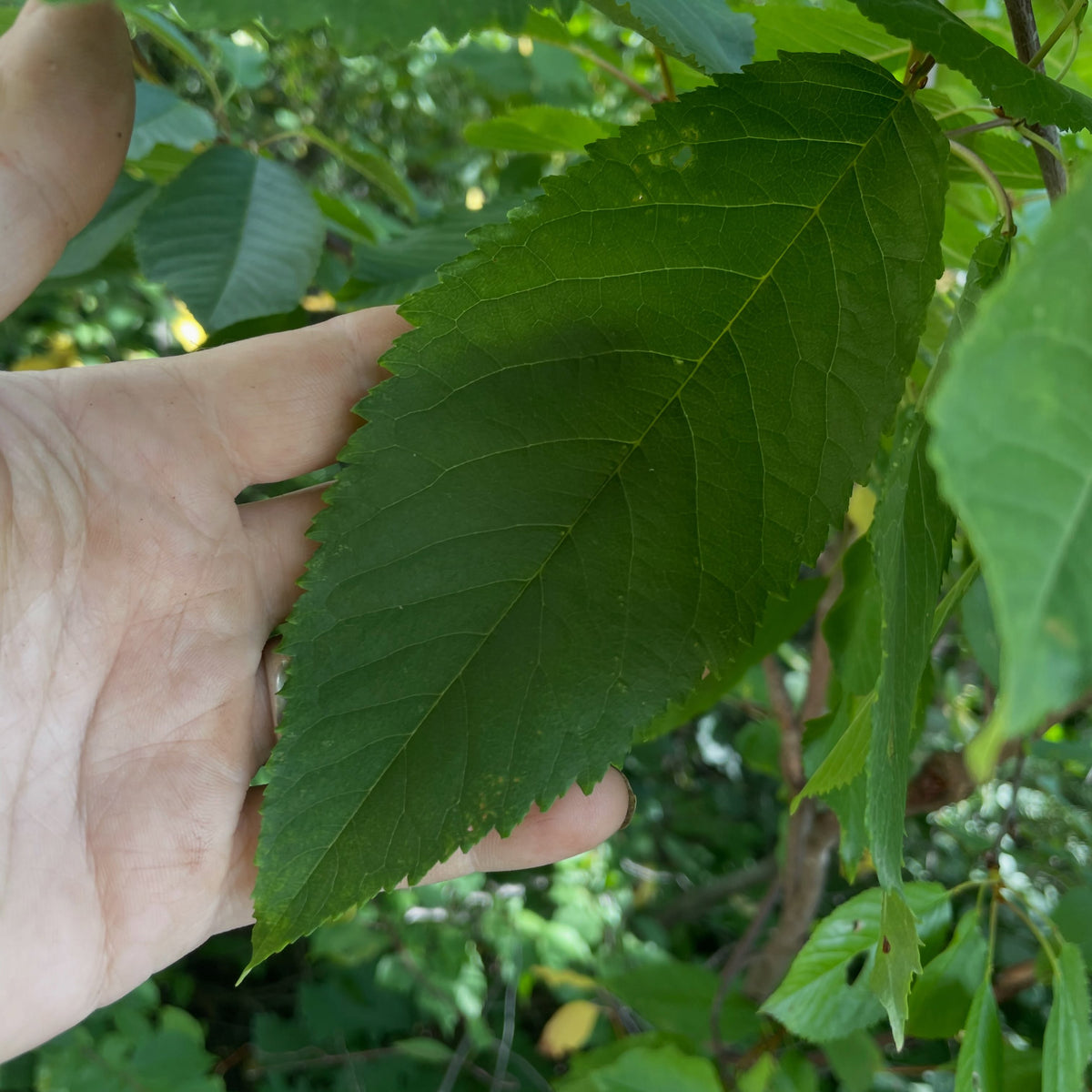 Leningrad Black sweet cherry graft, image 2 of 3