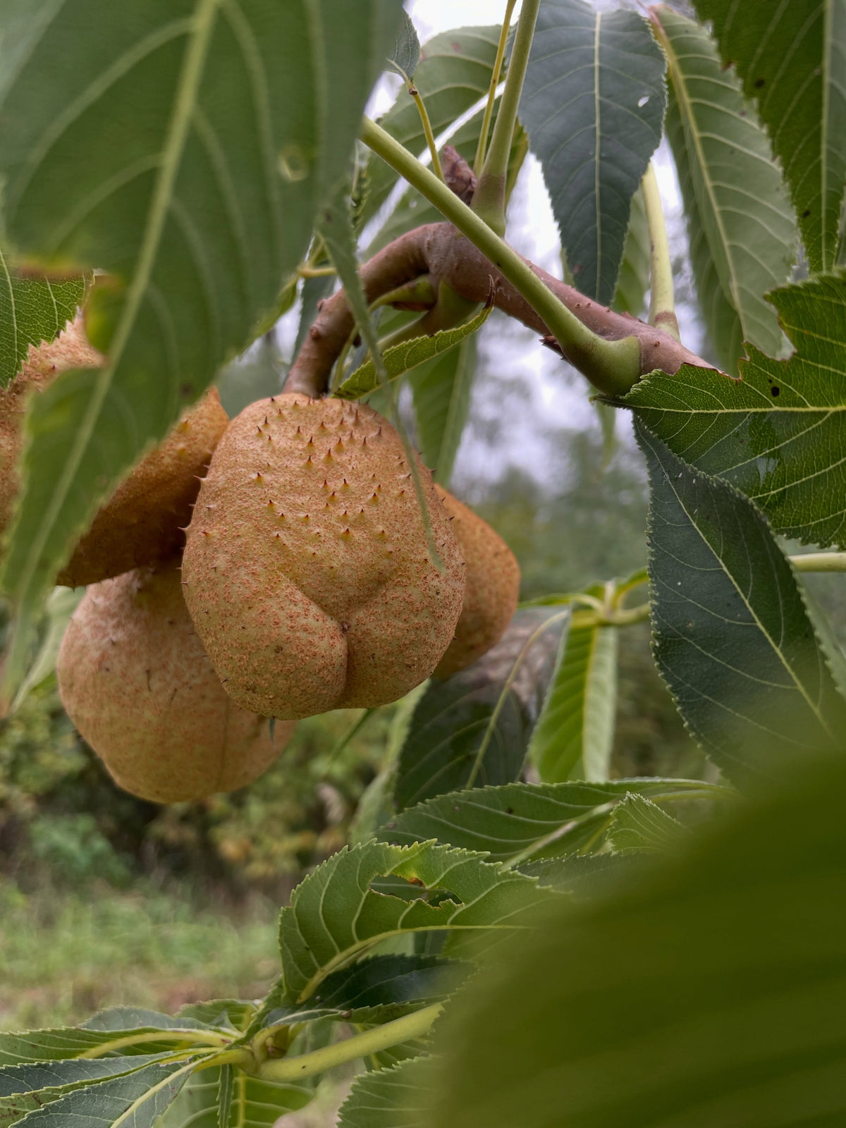 Ohio buckeye pods in September, photograph 1 of 8