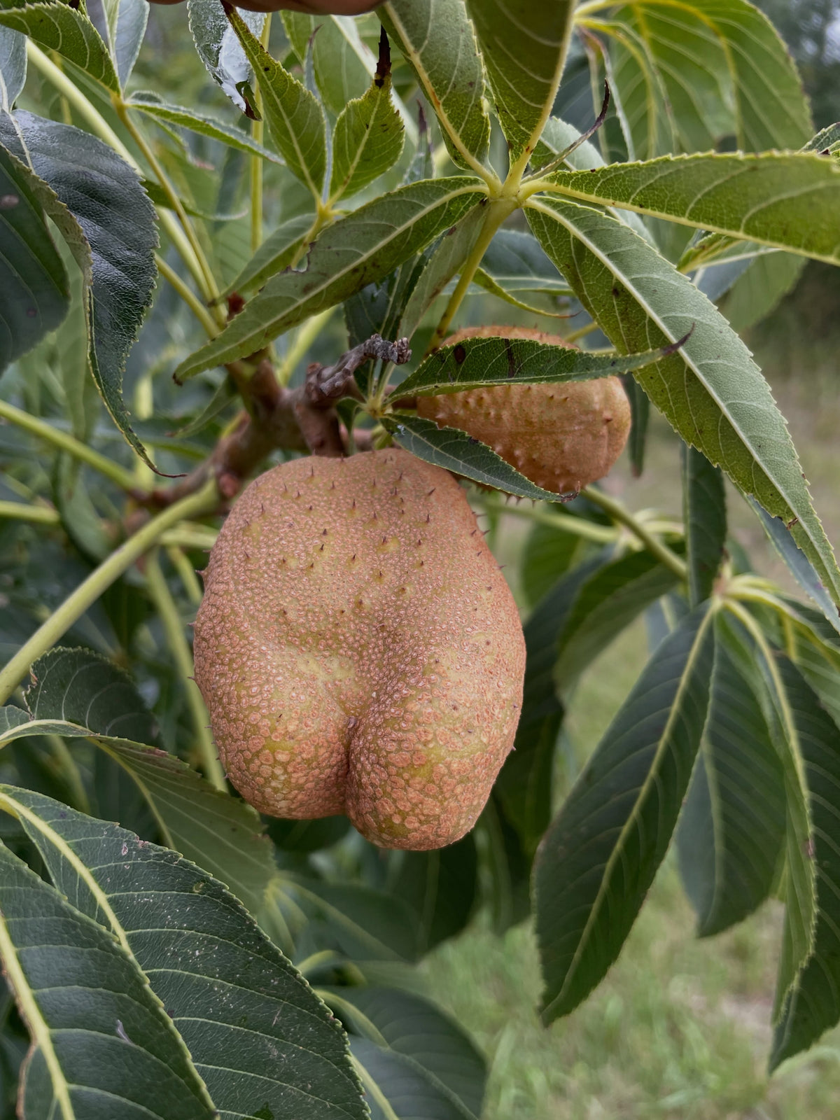 Ohio buckeye pods in September, photograph 2 of 8