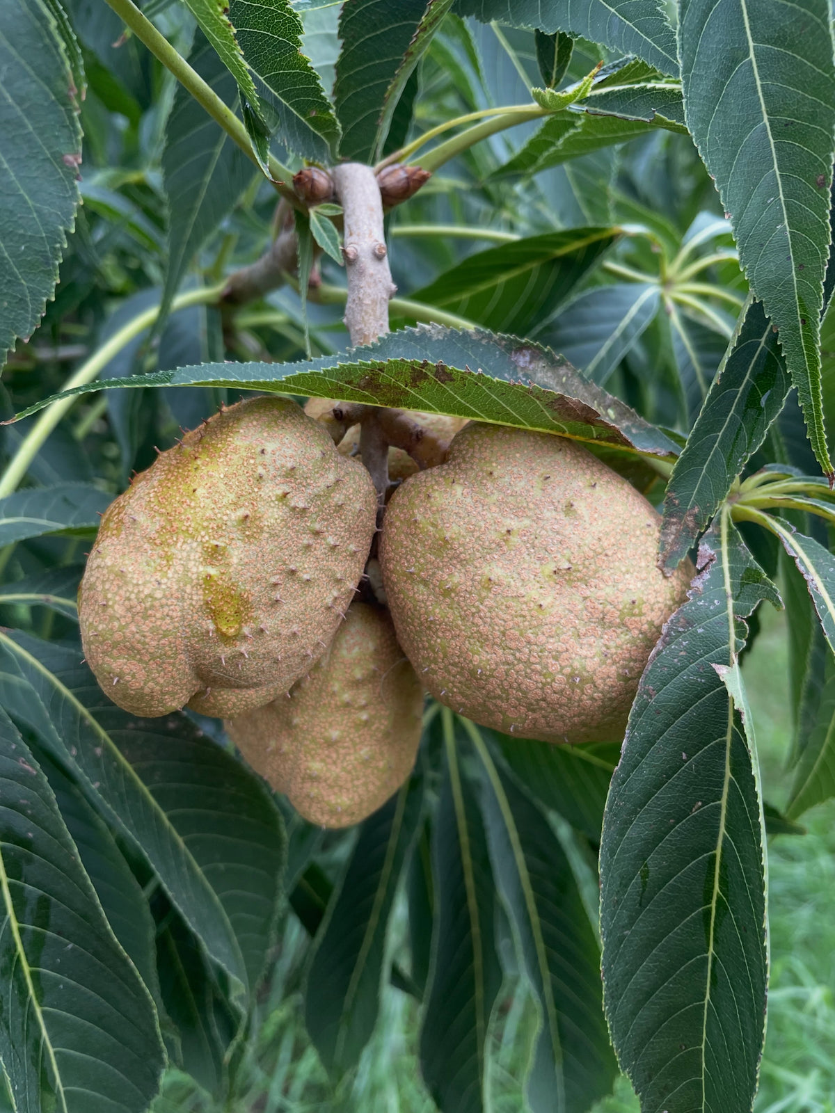 Ohio buckeye pods in September, photograph 3 of 8