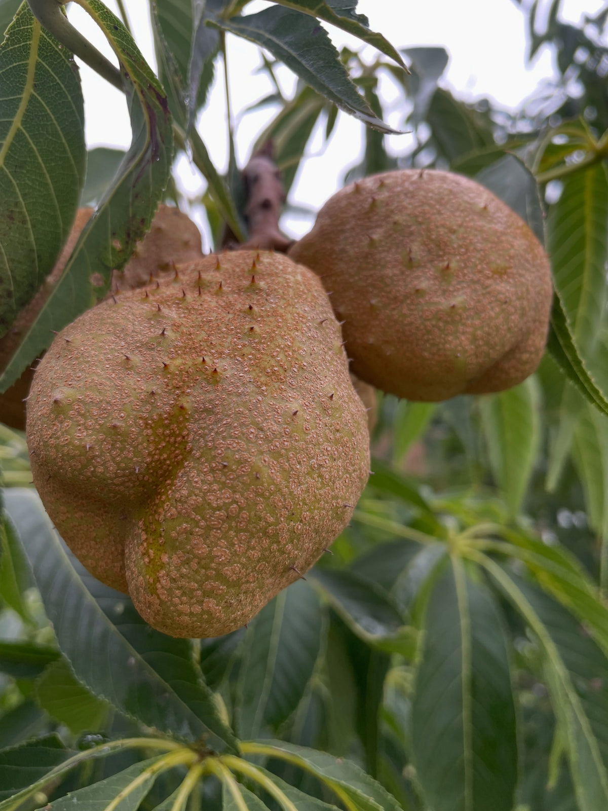 Ohio buckeye pods in September, photograph 4 of 8