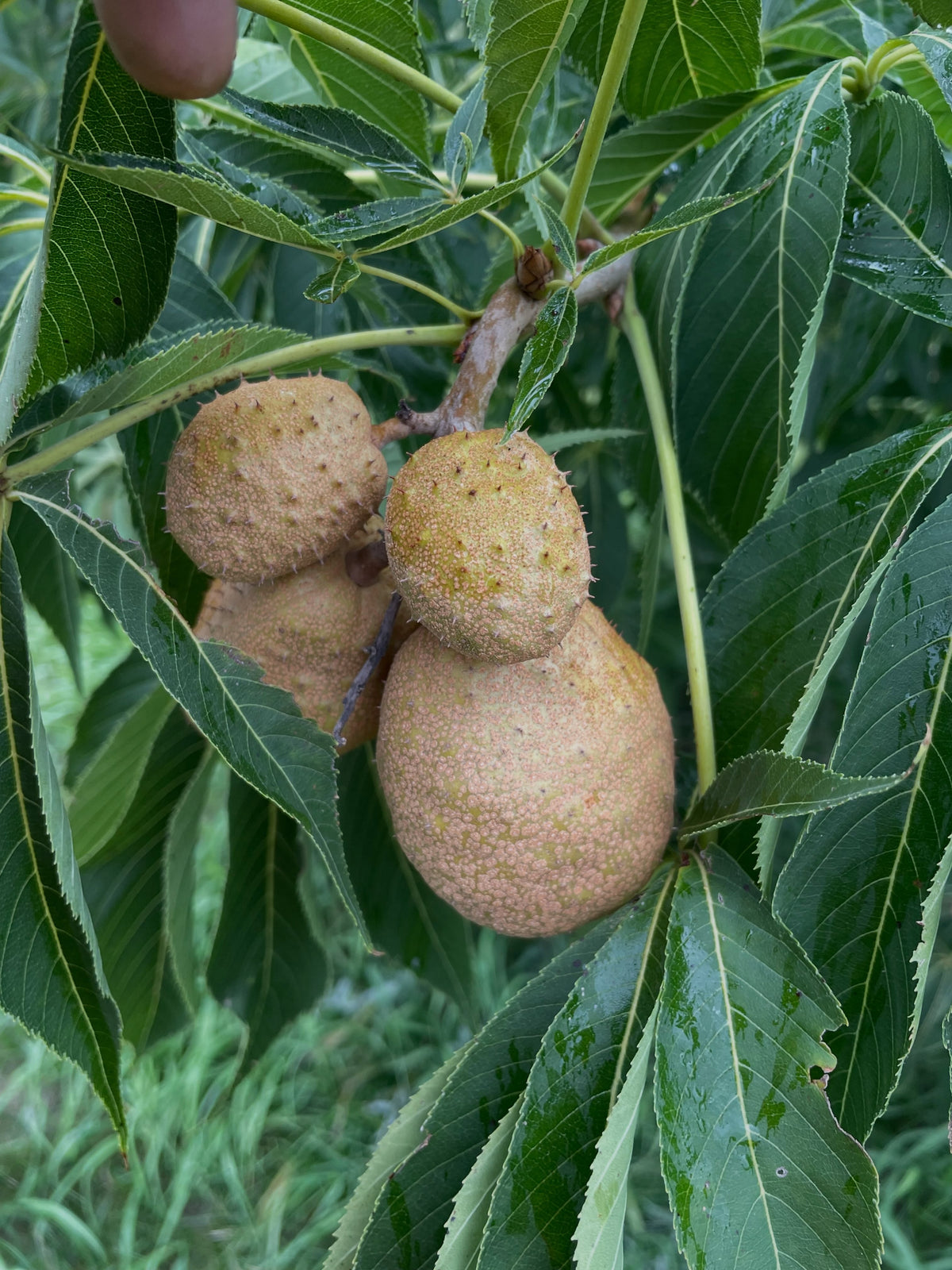 Ohio buckeye pods in September, photograph 5 of 8