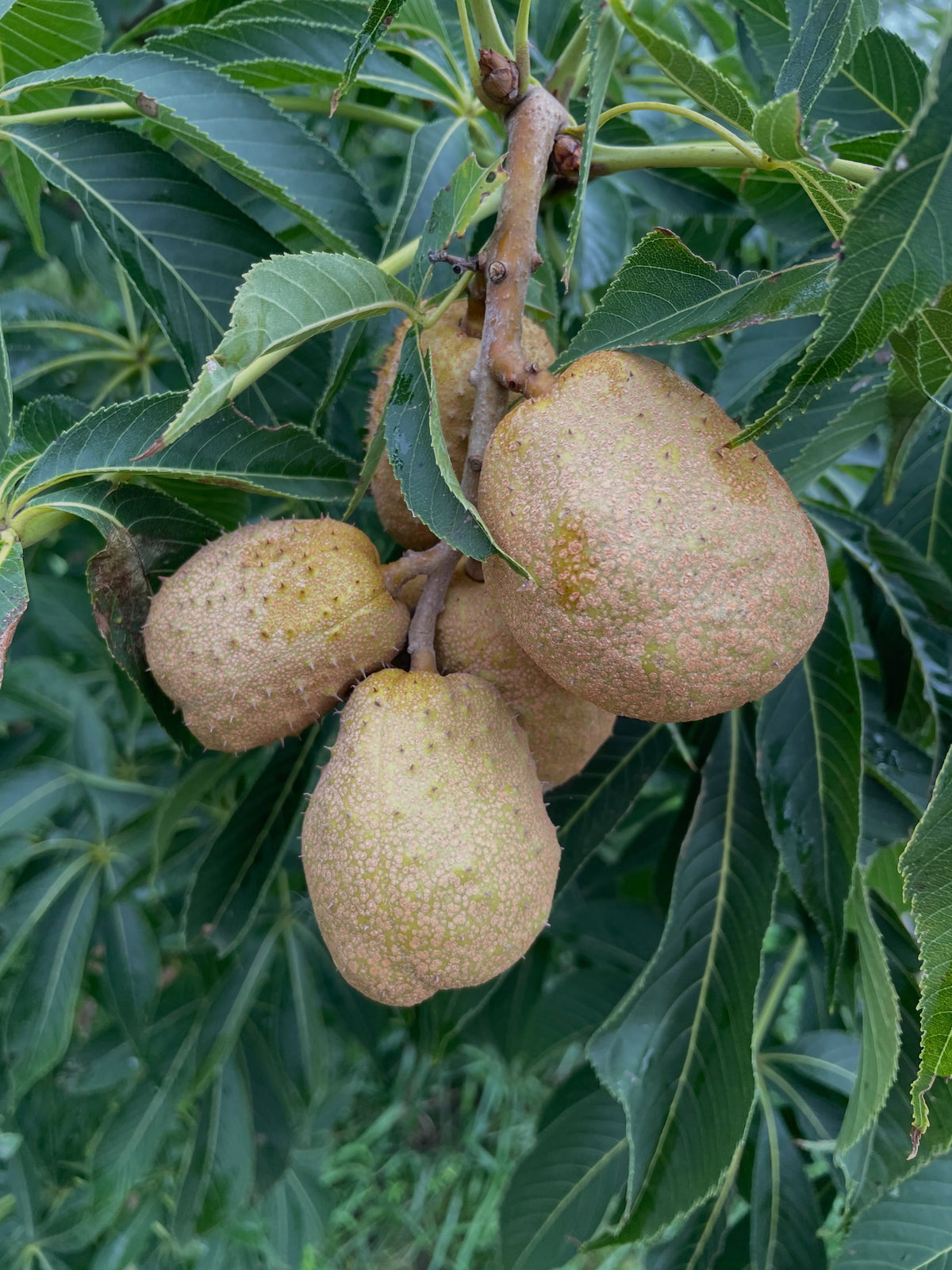 Ohio buckeye pods in September, photograph 6 of 8