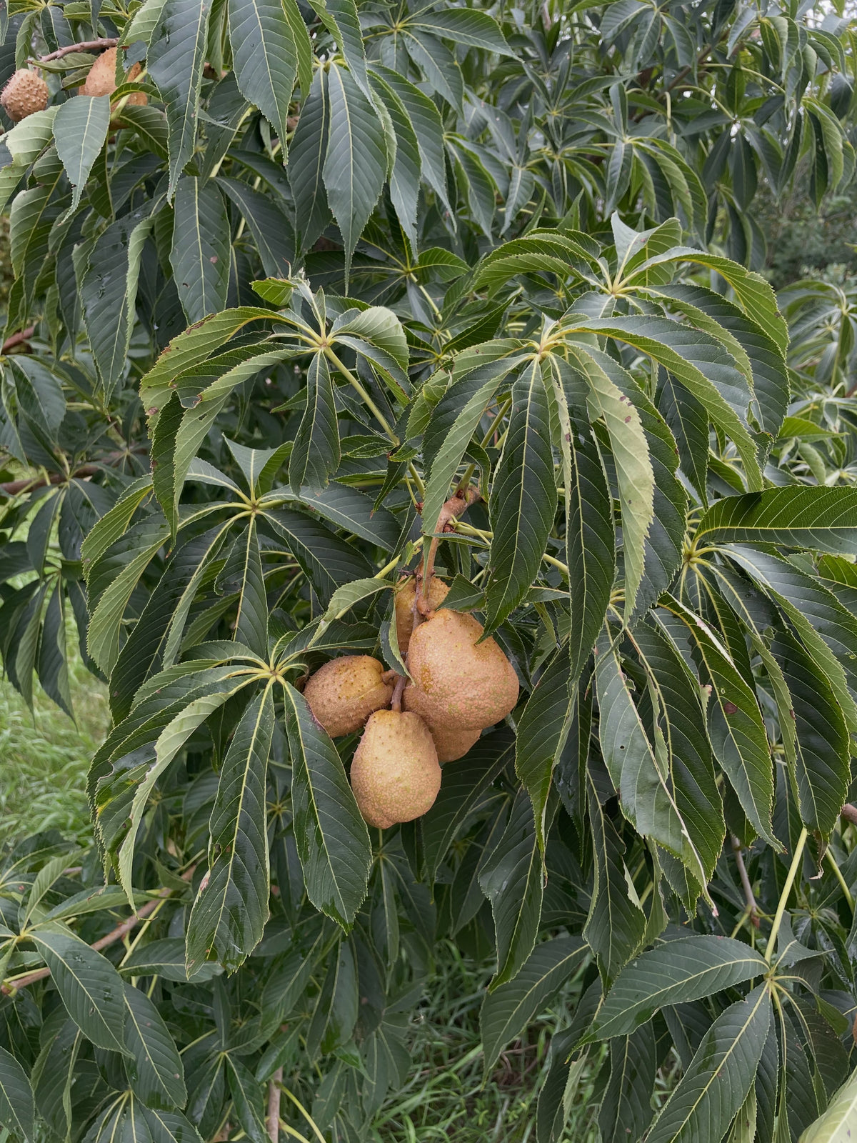 Ohio buckeye pods in September, photograph 7 of 8