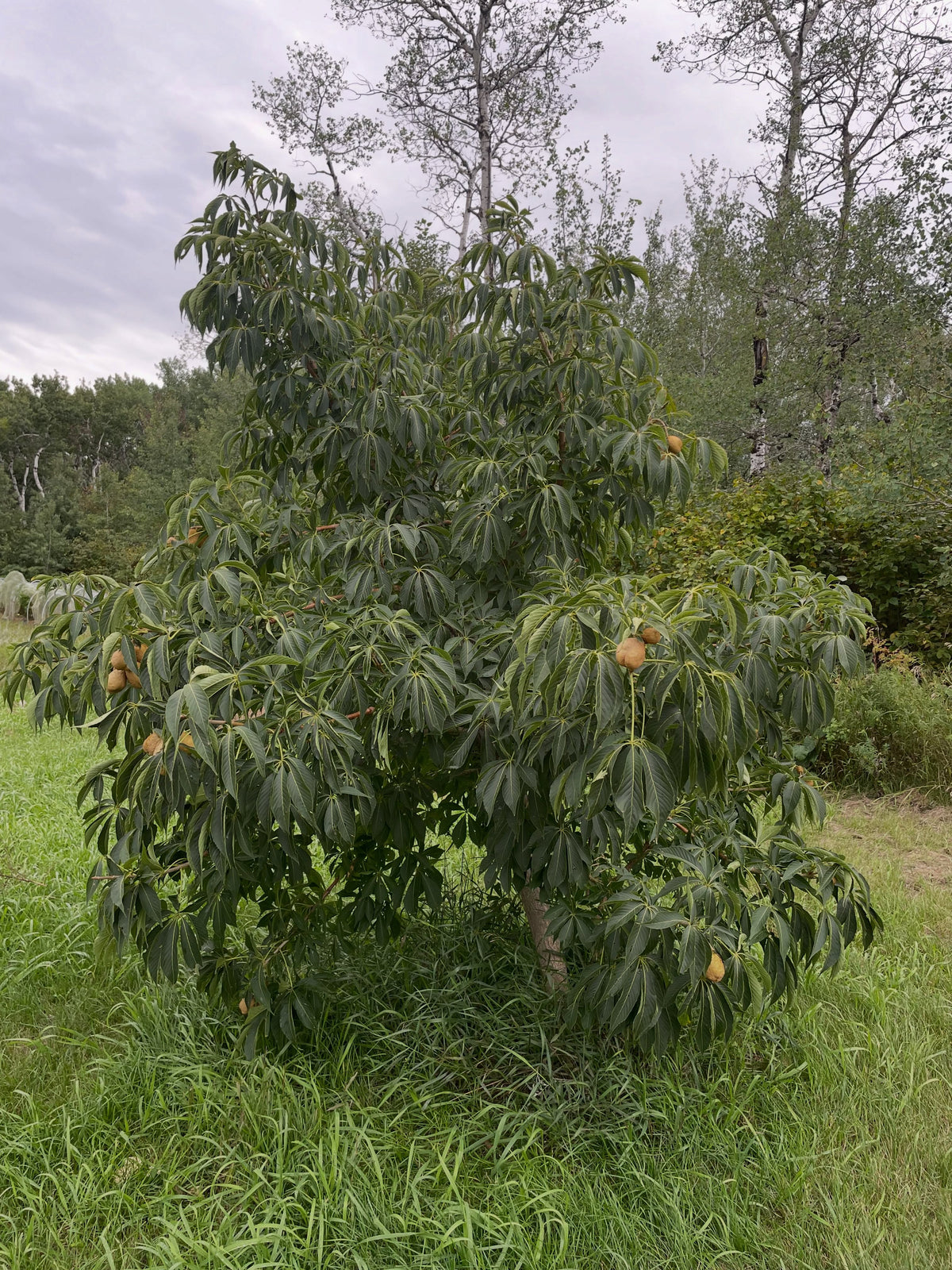 Ohio buckeye pods in September, photograph 8 of 8