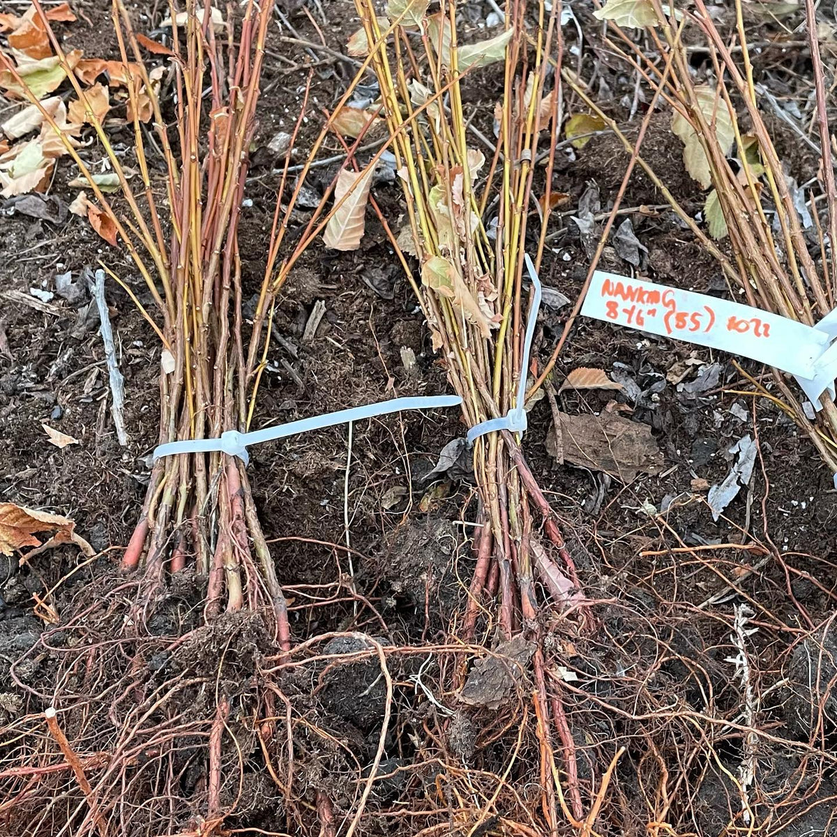lifting more trees today, in order: Nanking cherry, ussurian pear, image 1 of 2