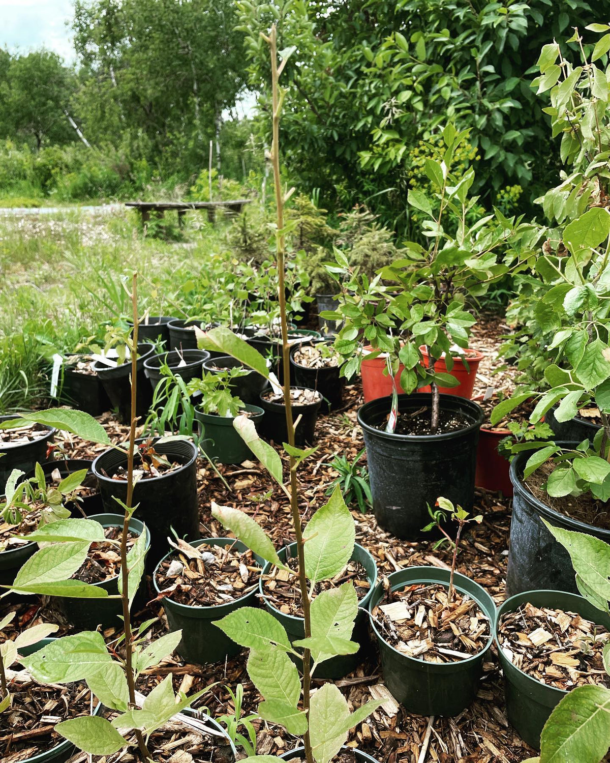 like a ninja a deer snuck in and nibble the tops off these potted cherry plums last night