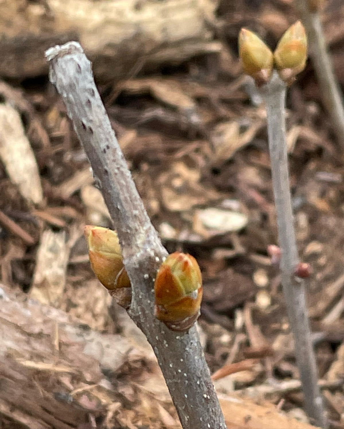 Lilac and currants are first to leaf out in our raised beds, image 1 of 3