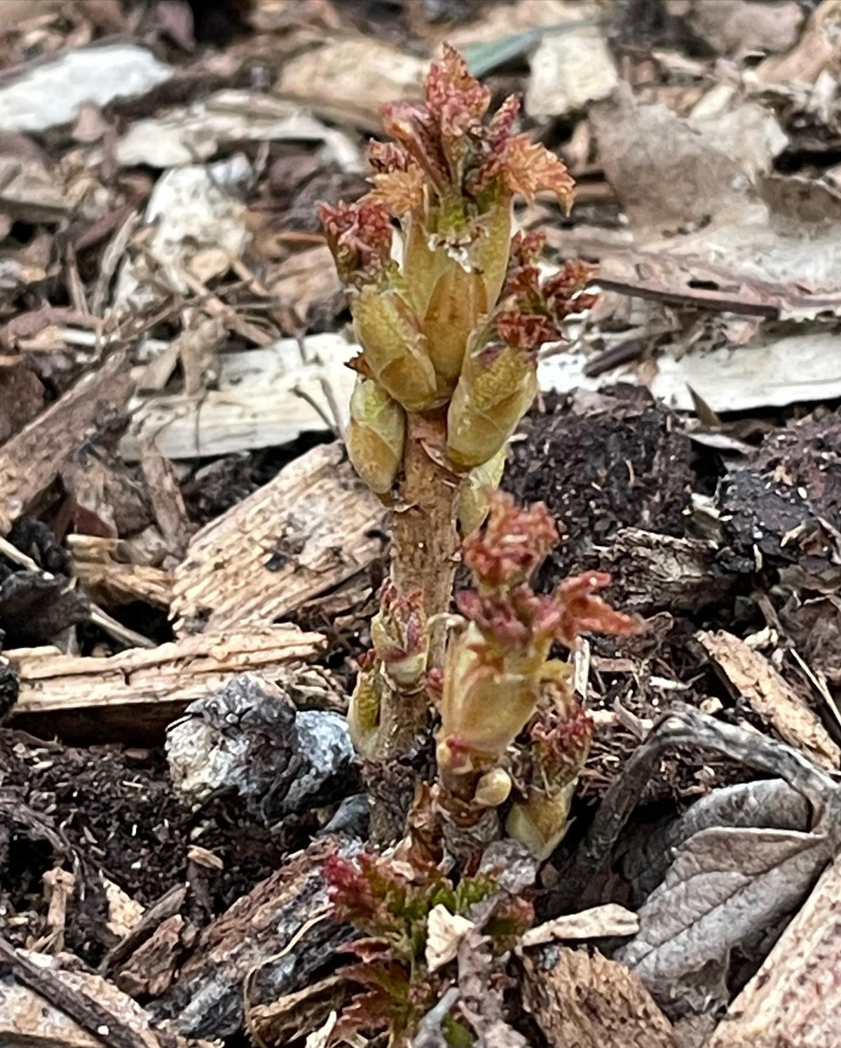 Lilac and currants are first to leaf out in our raised beds, image 2 of 3